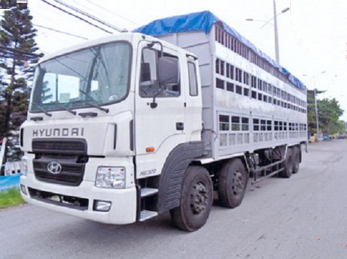 Xe tải hyundai HD320  chở gia súc